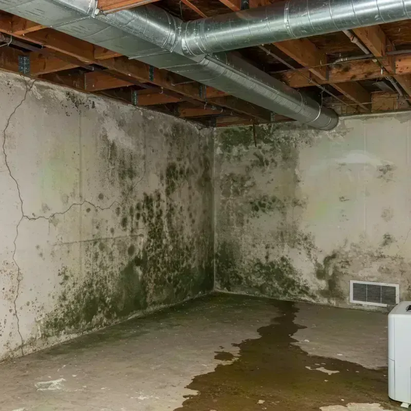 Professional Mold Removal in Eagle Lake, TX